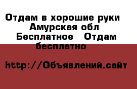 Отдам в хорошие руки - Амурская обл. Бесплатное » Отдам бесплатно   